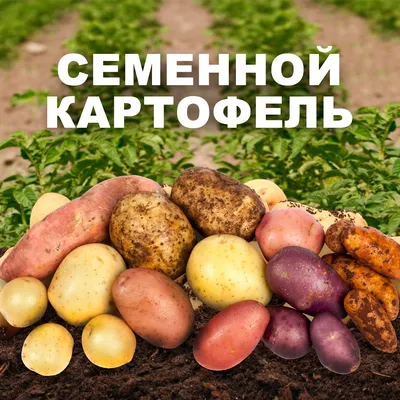 Семенной картофель уже в продаже!