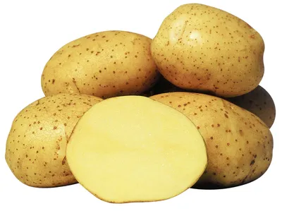 Картофель Винета (Vineta) | Сорта картофеля