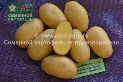 Картофель сорта Винета растет в районах Европы, где выпадает... |  Интересный контент в группе Семена и Саженцы
