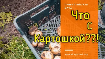 Картофель семенной 2кг сорт Винета купить с доставкой в МЕГАСТРОЙ Ульяновск