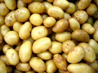 Картофель семенной сорта Винета, Германия (ID#117503243), цена: 2.90 руб.,  купить на Deal.by