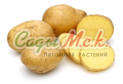 Картофель Венета / Джили /Конект/ Любая оплата / Доставка — Agro-Ukraine