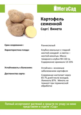 Семенной картофель Винета, картофель семена, клубни, 2кг Баба Зина  148076978 купить в интернет-магазине Wildberries