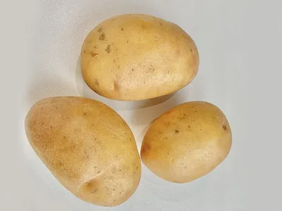 Семенной картофель КОЛЕТТЕ (элита, суперэлита) от СеДеК | Крестьянские  ведомости