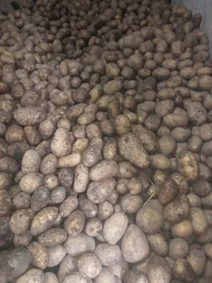 Плявниеки (Pļavnieki) | Вкусная картошка Винета выращеная в Латвии, слегка  рассыпчатая | Facebook