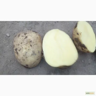 Семенной картофель, предлагаемый ООО \"Алчак\" в 2023 - 2024 годах