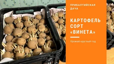 Картофель : Колетте