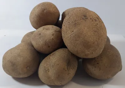 Важная памятка начинающим - тезисно о самом важном: главные нюансы при  выращивании картофеля | Дачные истории | Дзен
