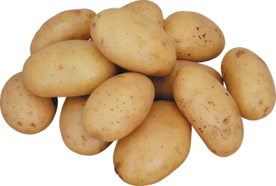 Фото к объявлению: картофель Винета и Скарлет от производителя — Agro-Russia