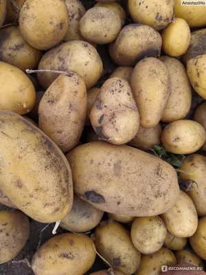 Семена картофеля Винета ᐈ купить в Киеве: цена, отзывы. Приобретайте онлайн  | ROZETKA