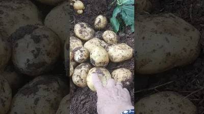 Лучшие сорта картофеля для Центрально-Черноземного региона. Достоинства и  особенности | Ботаничка | Дзен