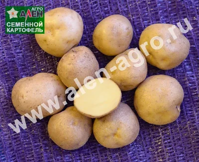 Продам картофель ВИНЕТА, купить картофель ВИНЕТА, Винницкая обл —  Agro-Ukraine