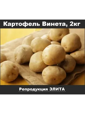 Семенной картофель Винета, картофель семена, клубни, 2кг Баба Зина  148076978 купить в интернет-магазине Wildberries