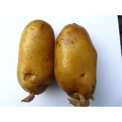 Картофель Лимонка - «Самые чистые плоды. » | отзывы