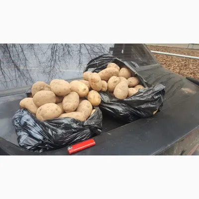 Картофель Колетте (ЭЛИТА) весенние луковичные - описание, фото, агротехника