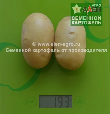 Метеор - сорт раннего картофеля российской селекции