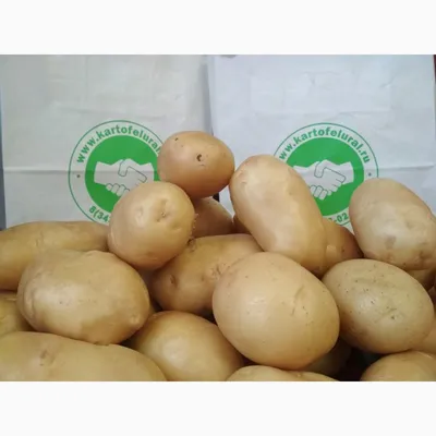 Картофель посадочный раннеспелый сорт Винета в сетке 5 кг. Купить недорого.  Посадка картофеля. Урожайный картофель