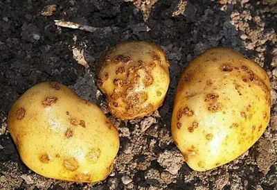 FruitNews - Россельхознадзор выявил рак картофеля на территории Тамбовской  области