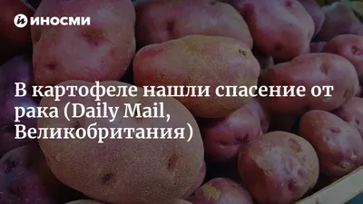 Рак картофеля: опасная инфекция обнаружена на Волыни - Today.ua