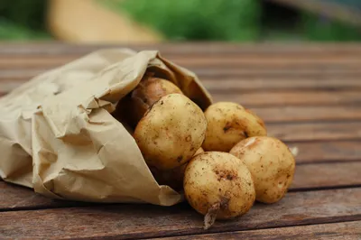 Интересные и необычные факты о картофеле: как выбирать картофель, какие  сорта полезны и опасны - 9 ноября 2019 - НГС