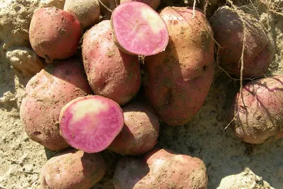 Семенной картофель Гранада (1 репродукция) купить в Украине | Веснодар
