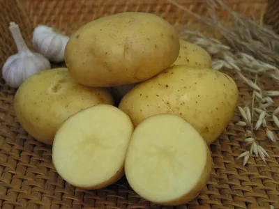Картофель Армада | Сорта картофеля