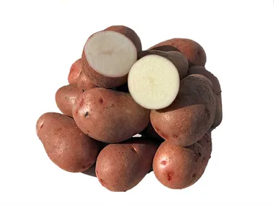 Семенной картофель Розара (1 репродукция) купить в Украине | Веснодар