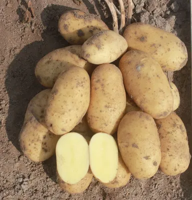 Семенной картофель редких сортов. ПРИЕМ ЗАКАЗОВ ЗАКРЫТ! | Дачная Коллекция