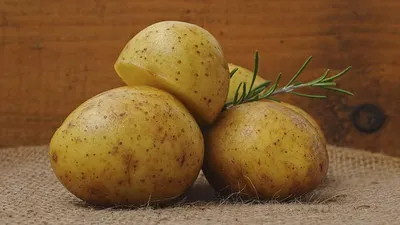 Болезни картофеля: описание с фотографиями, способы лечения, профилактика