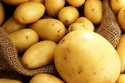 Болезни картофеля: описание, фото, лечение | Чудогрядка.рф | Дзен