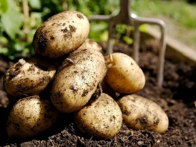 Выбор 2023: какой сорт картофеля самый вкусный и рассыпчатый? | Дачник.RU |  Дзен