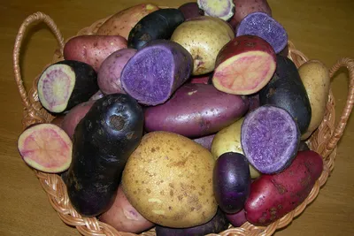 Семенной картофель Раноми (1 репродукция) купить в Украине | Веснодар