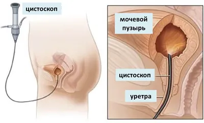 Система органов размножения - Видовые особенности