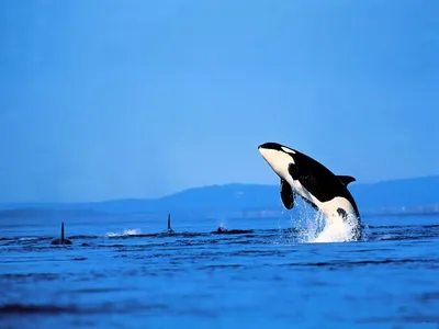 Млекопитающиеся рыбы дельфин-касатки косатки Стоковое Изображение -  изображение насчитывающей одичало, кит: 65964993