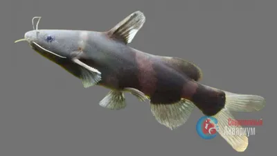 Рыба пресноводная сом Касатка пятнистая, Леокасис 10-12см – Современный  Аквариум
