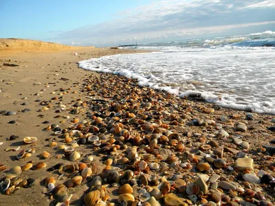 Туда тоже можно: Чартеры в Дагестан не сделают пляжи Каспийского моря лучше  | Туристический бизнес Санкт-Петербурга