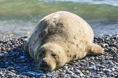 Экологов напугало состояние Каспийского моря