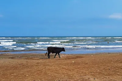 Отдых на Каспийском море: лучшие курорты