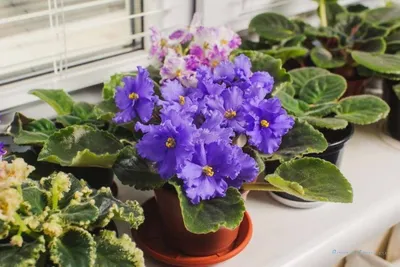 10 комнатных растений, приносящих счастье, удачу, любовь и богатство -  полезные статьи о садоводстве от Agro-Market