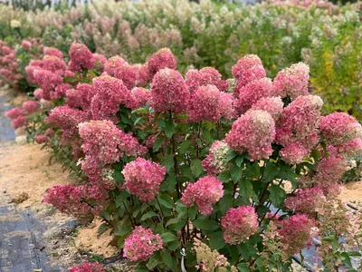 Гортензия метельчатая (Hydrangea paniculata `Bee Happy`) - Гортензия  метельчатая - Кустарники - Каталог - LESKOVO-PITOMNIK.ru