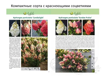 Гортензия. Каталог сортов – купить в питомнике Chelsea Garden