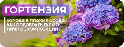 15 разноцветных гортензий - купить в Москве по цене 7990 р - Magic Flower