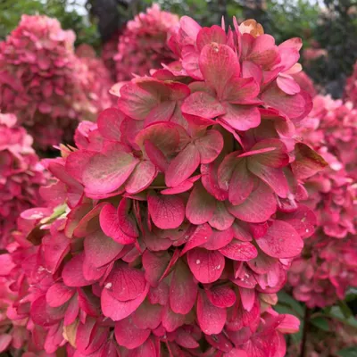 Гортензия древовидная (Hydrangea arborescens `White Dome`) - Гортензия  древовидная - Кустарники - Каталог - LESKOVO-PITOMNIK.ru