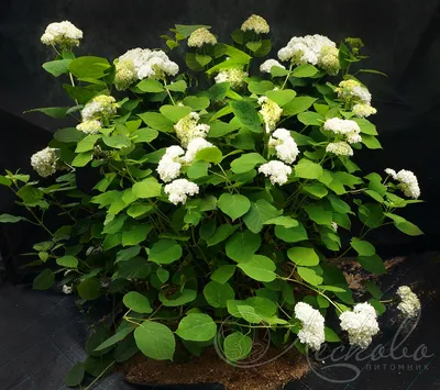 Гортензия древовидная (Hydrangea arborescens `Grandiflora`) - Гортензия  древовидная - Кустарники - Каталог - LESKOVO-PITOMNIK.ru