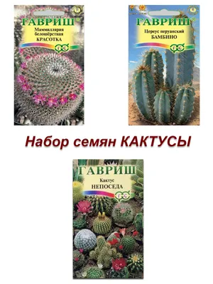 Уход и выращивание Кактусов в домашних условиях | Инструкции от Exotica