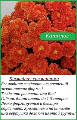 цветение хризантем, хризантемы в подмосковье, хризантема мультифлора  посадка, подготовка хризантем к зиме