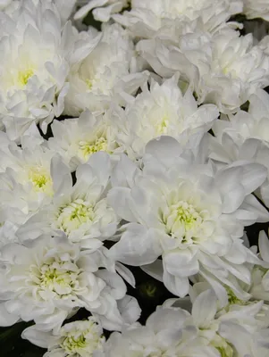 каталог корейских хризантем, купить хризантемы многолетние зимостойкие в  москве, хризантемы садовые многолетние посадка фото