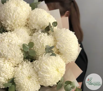 Хризантема Борг Chrysanthemum Borg - купить саженцы хризантемы с доставкой  по Украине в магазине Добродар