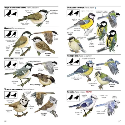 Птицы Европейской части России. Полевой определитель