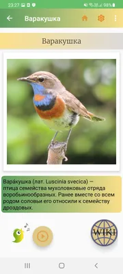 Птицы России – скачать приложение для Android – Каталог RuStore